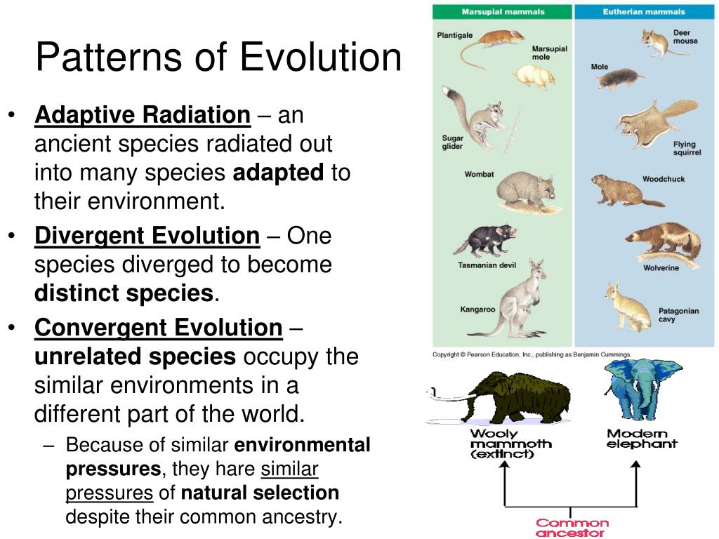 PPT Mechanisms of Population Evolution PowerPoint Presentation, free