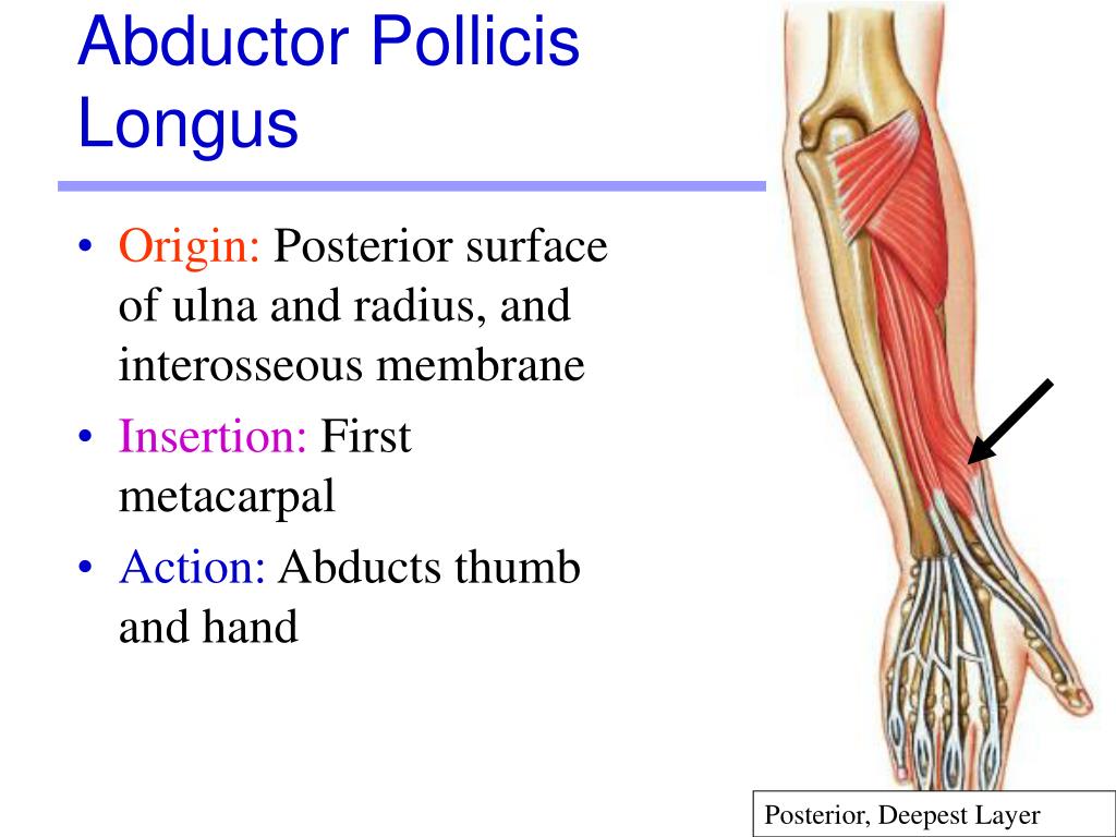 Insert first. Pollicis Longus. Abductor pollicis Longus. Musculus abductor pollicis Longus. M. Adductor pollicis Longus.