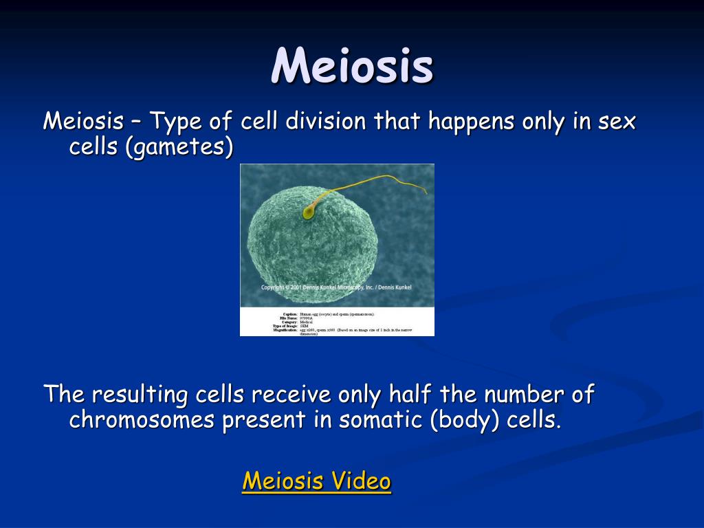 Ppt Meiosis Powerpoint Presentation Free Download Id 1452067