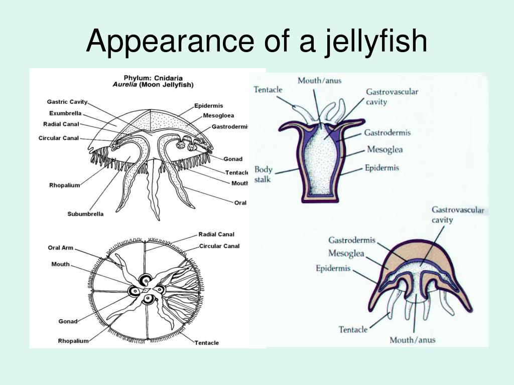 PPT - Phylum Cnidaria PowerPoint Presentation, free download - ID:1452185