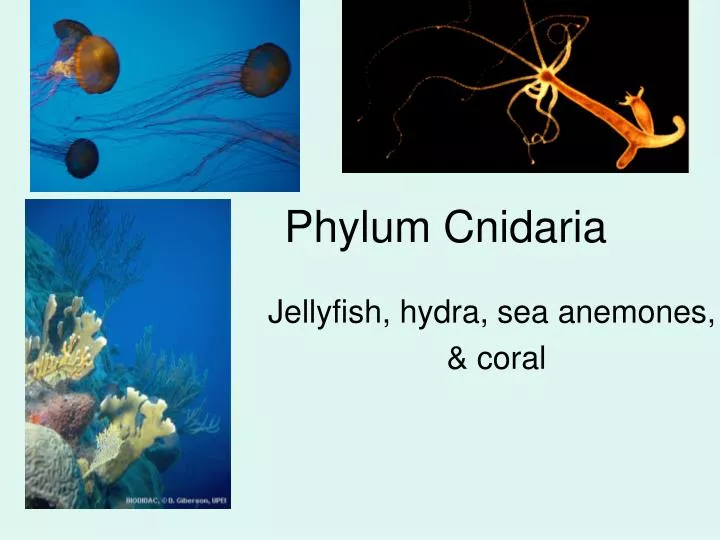 PPT Phylum Cnidaria PowerPoint Presentation, free