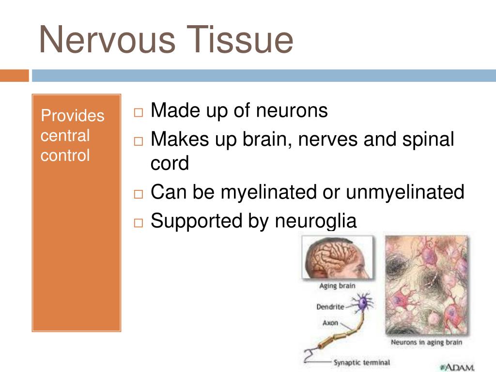 PPT - Tissues, glands, and membranes PowerPoint Presentation, free