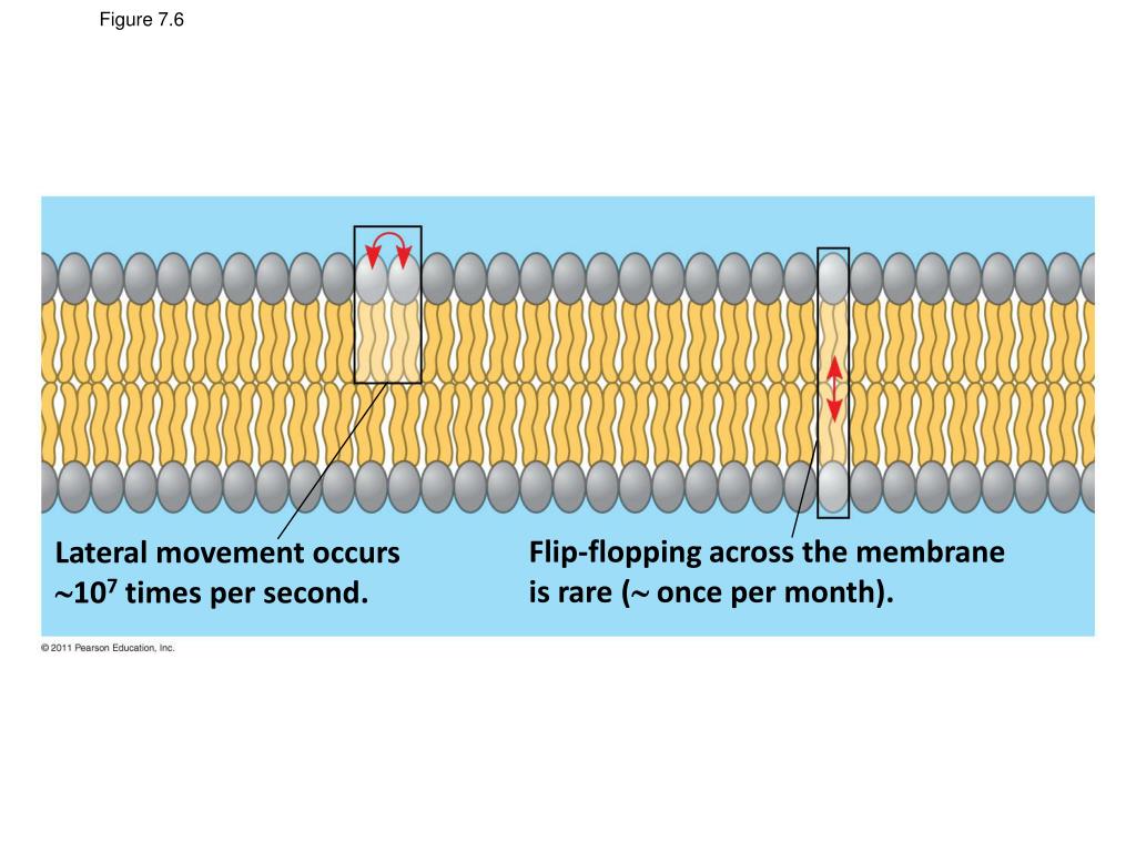 PPT Membrane Structure And Function PowerPoint Presentation Free 