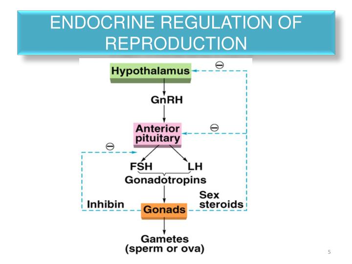 PPT - Physiological Changes During Puberty & Menopause PowerPoint ...