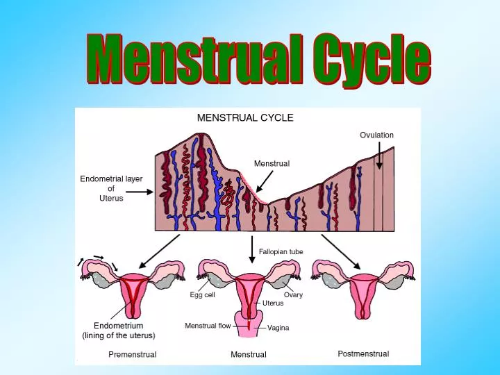 powerpoint presentation on menstrual cycle