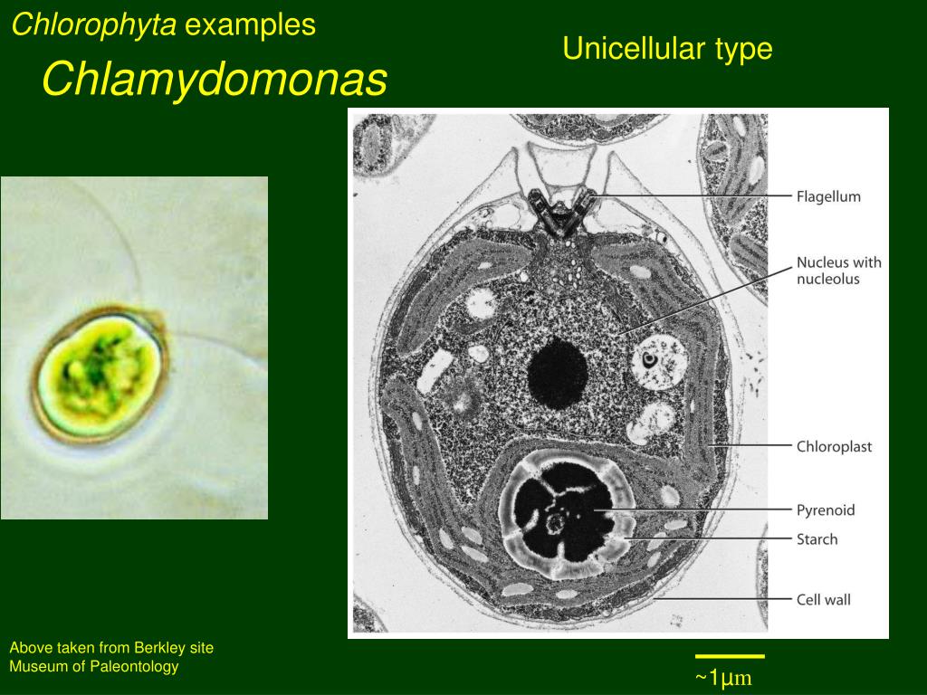 PPT - BOT3015L Overview of Autotrophic and Heterotrophic Protists ...