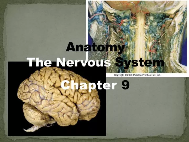PPT - Anatomy The Nervous System PowerPoint Presentation, free download