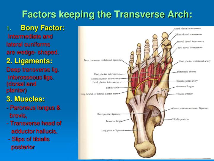 transverse arch pain in foot transverse arch pain in foot