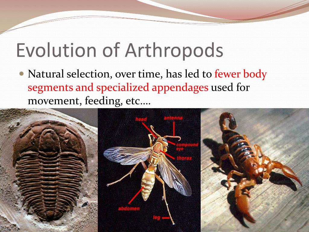 write a brief essay on arthropods evolution