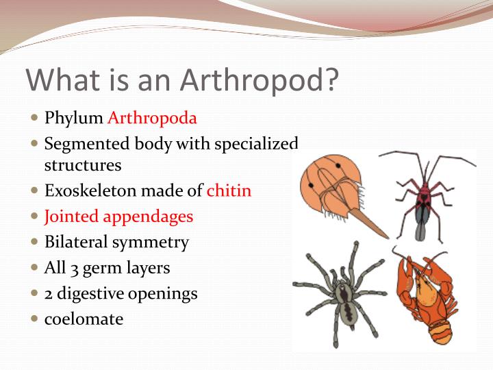 PPT - Arthropods PowerPoint Presentation - ID:1454305