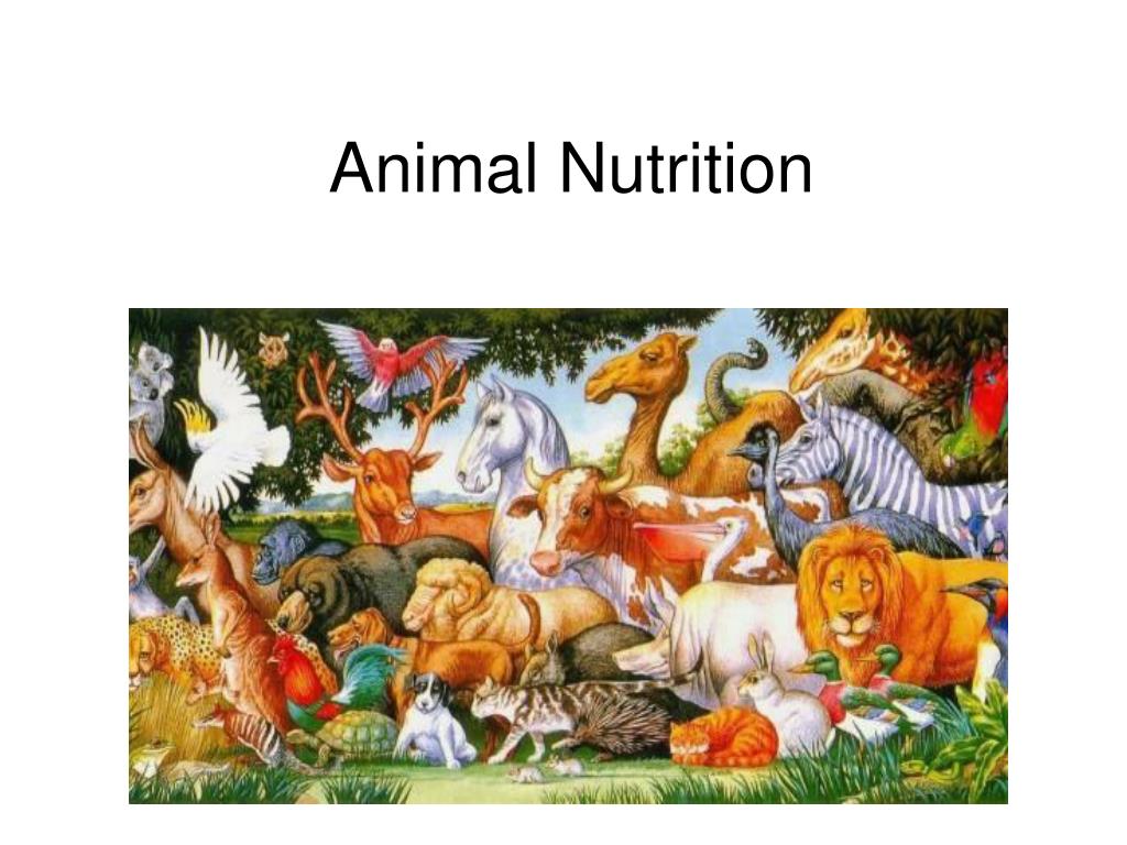 PPT - Animal Nutrition PowerPoint Presentation, free download - ID:1454567