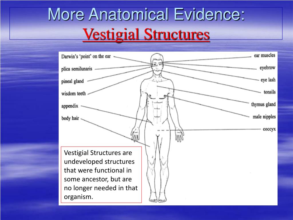 vestigial structures download vestigial structures download