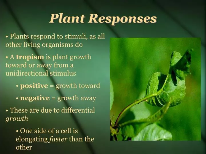 ppt-plant-responses-powerpoint-presentation-free-download-id-1454659