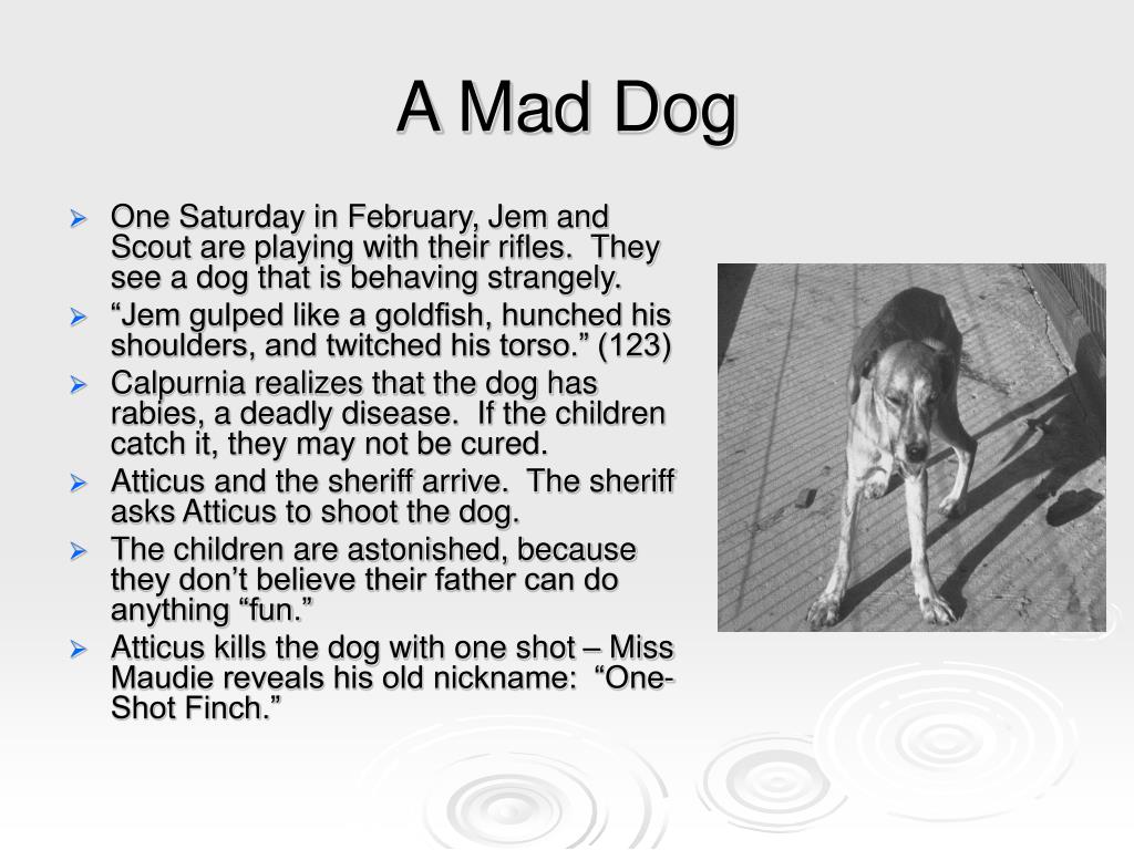 What Does The Mad Dog Symbolize In To Kill A Mockingbird