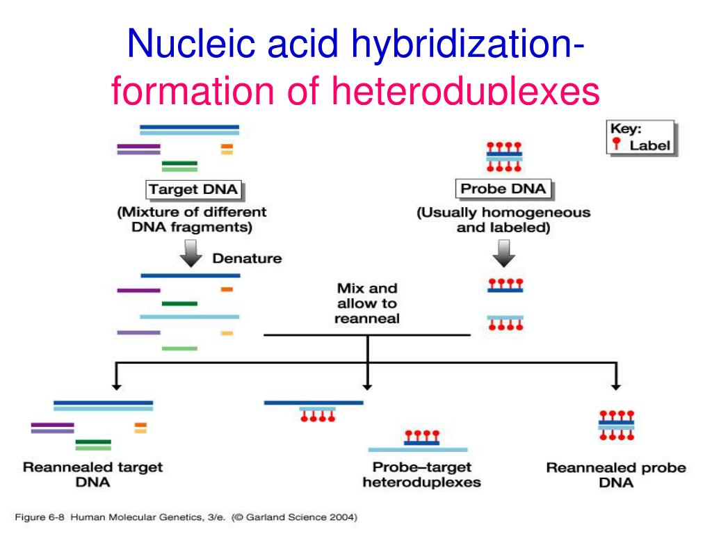 PPT - Nucleic Acid Hybridization PowerPoint Presentation, free download -  ID:1456717