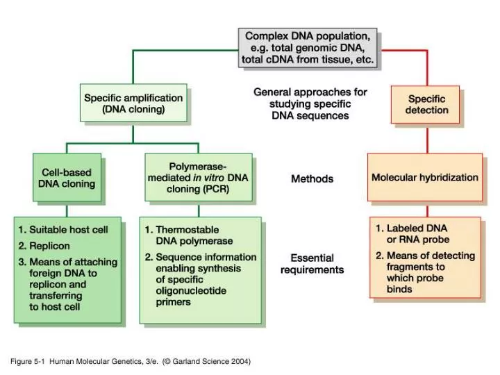 PPT Nucleic Acid Hybridization PowerPoint Presentation, free download ID1456717