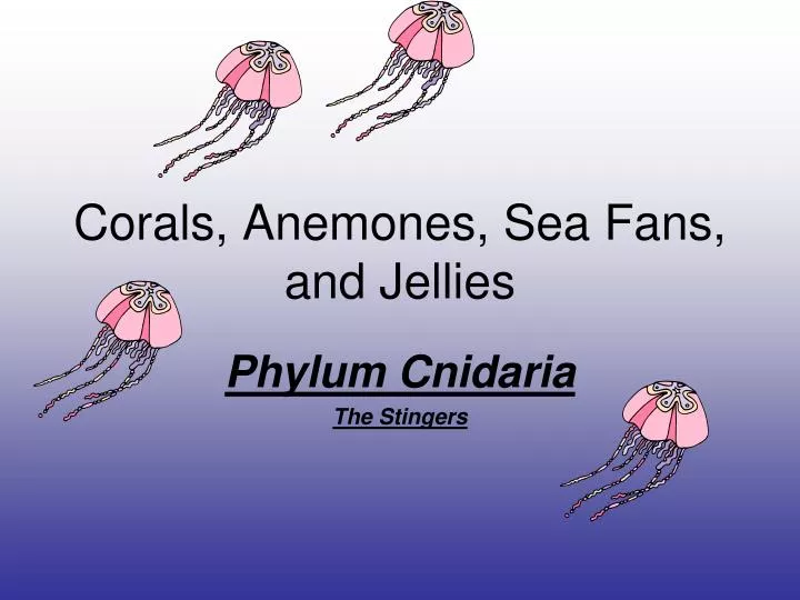corals anemones sea fans and jellies n.