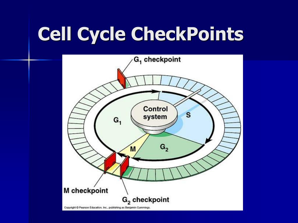 PPT Mitosis Chapter 6 PowerPoint Presentation, free download ID1457763