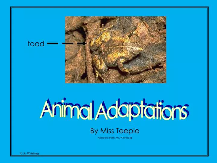 PPT - Animal Adaptations PowerPoint Presentation, free download - ID:1457836