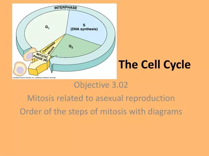 the cell cycle n.
