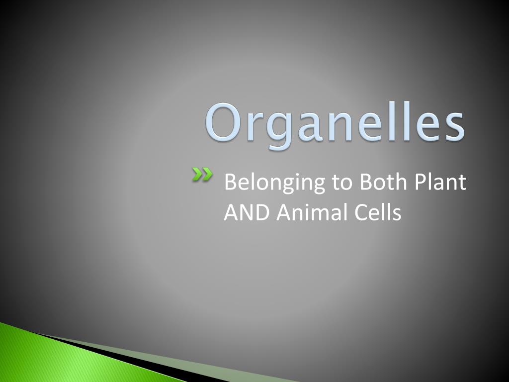PPT - Plant and Animal Cell Organelles PowerPoint Presentation, free ...