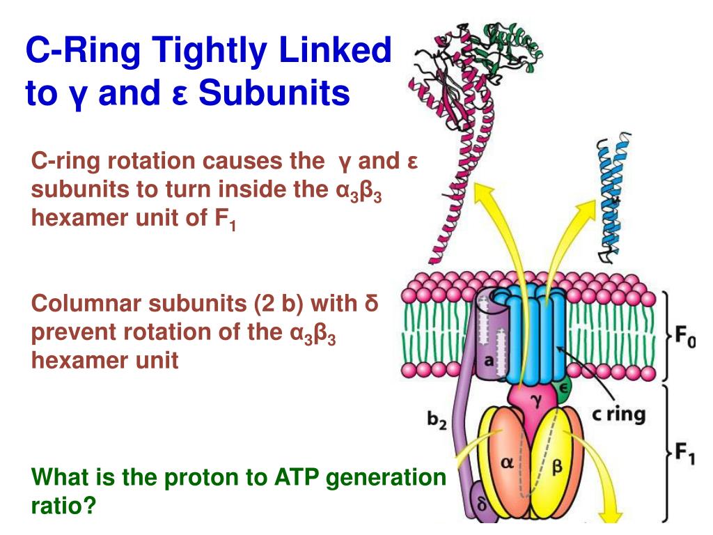 Lec 7-The F0F1 H+-ATP synthase Flashcards | Quizlet