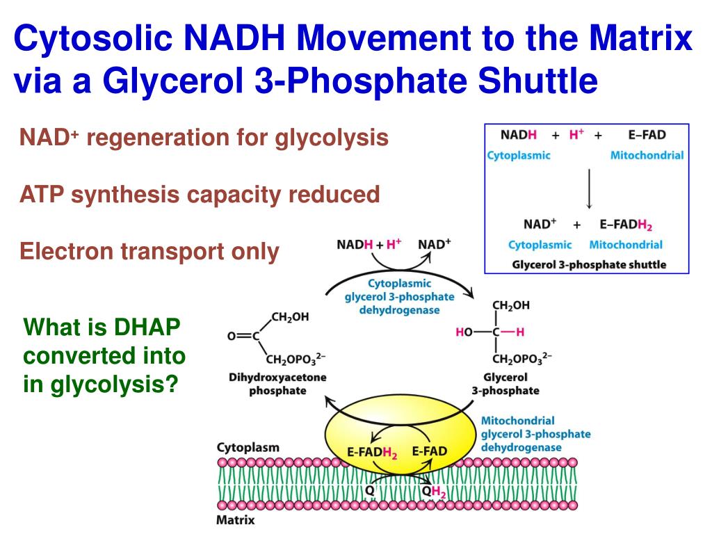 Glycerol 3 Phosphate Shuttle