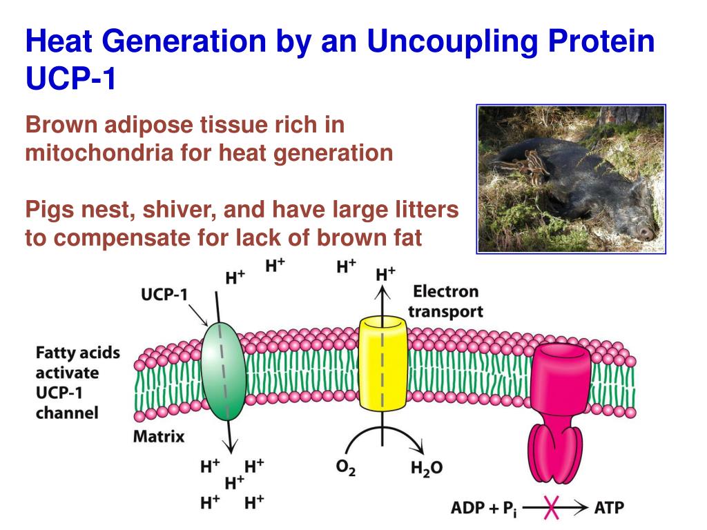 proton gradient that drives atp synthesis proton gradient that drives atp synthesis