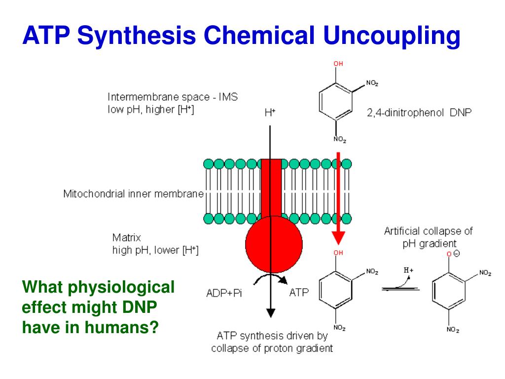 how does a proton gradient drives the synthesis of atp how does a proton gradient drives the synthesis of atp