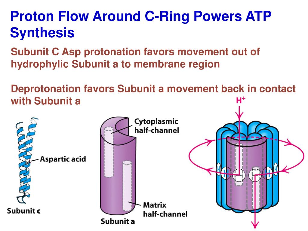 Buy On the Membrane-Bound Rotor of Chloroplast Atp Synthase Book Online at  Low Prices in India | On the Membrane-Bound Rotor of Chloroplast Atp  Synthase Reviews & Ratings - Amazon.in