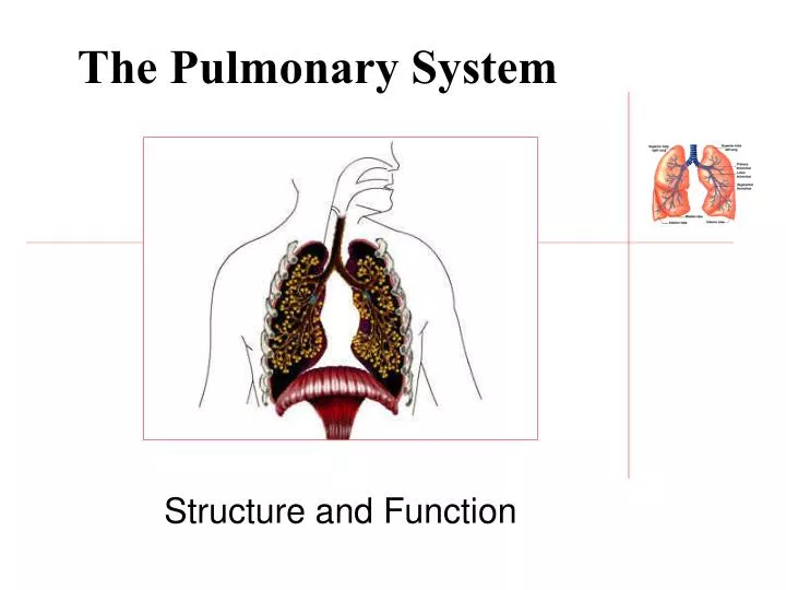 the pulmonary system n.