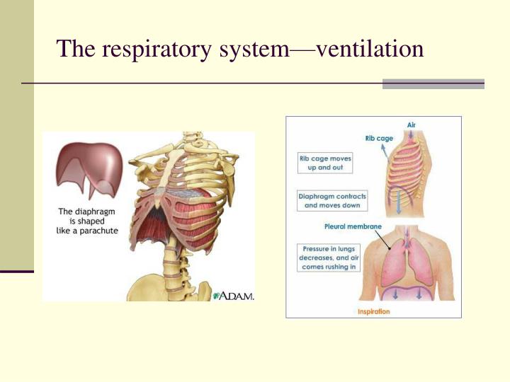 PPT Maintenance Of The Human Body Part 3 The Respiratory System 