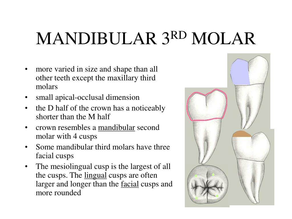 molar