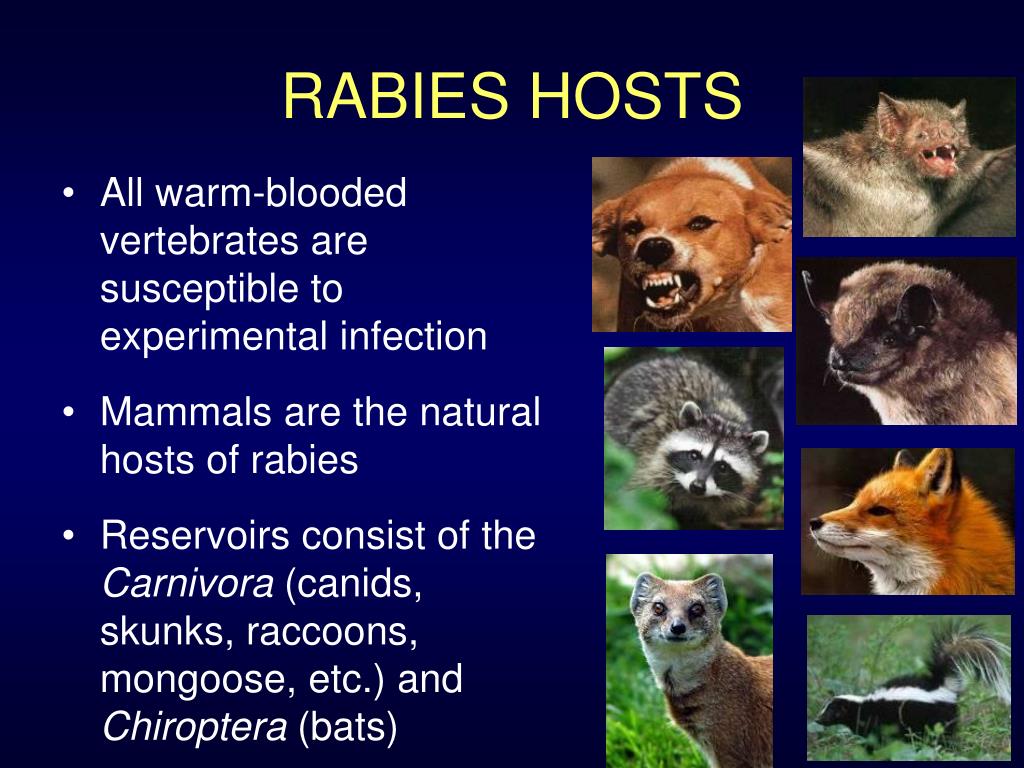 PPT Rhabdoviruses HUMAN RABIES PowerPoint Presentation, free download