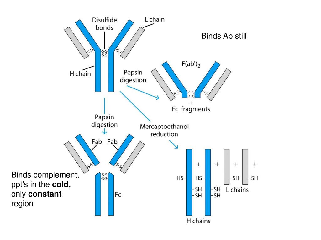 Панель иммуноглобулинов. Строение антитела. Fab и FC ФРАГМЕНТЫ антител. Химерные антитела. Иммунология доменная структура антител.