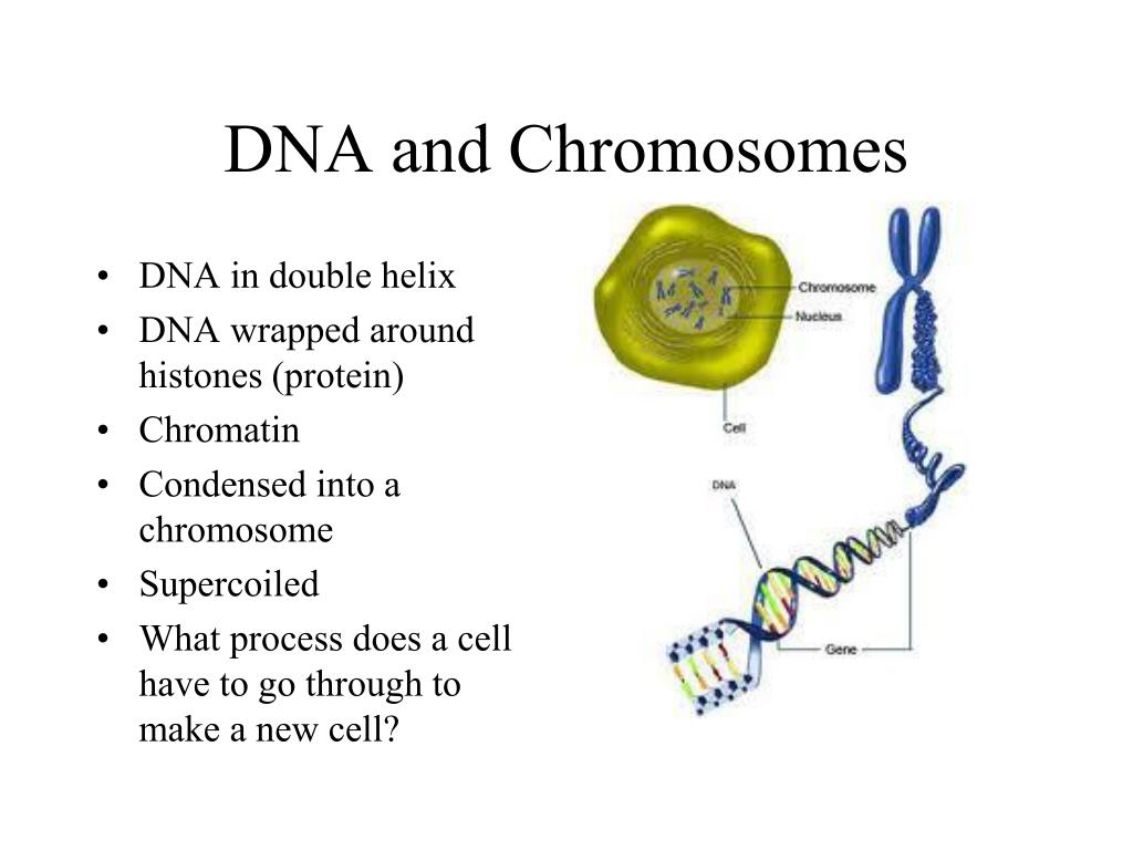 PPT - DNA and RNA PowerPoint Presentation, free download - ID:1460396