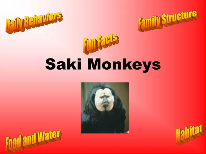 saki monkeys n.