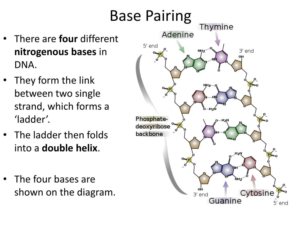 PPT The Structure Of DNA PowerPoint Presentation Free Download ID 