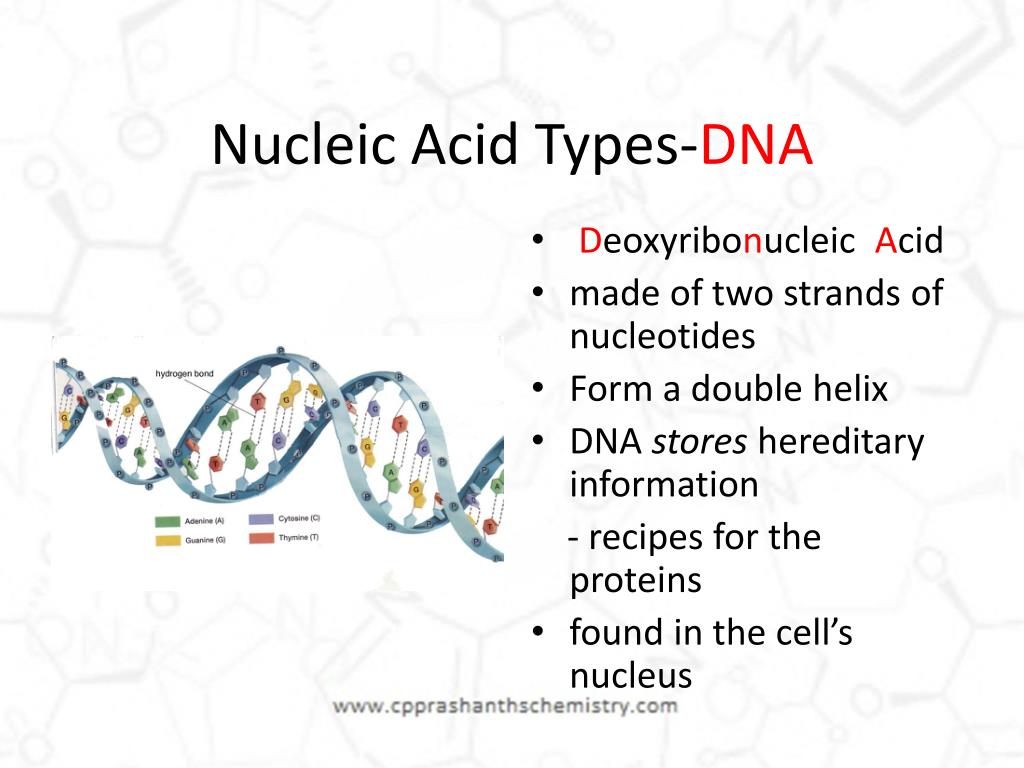 Ppt Nucleic Acids Powerpoint Presentation Free Download Id1460936 8083