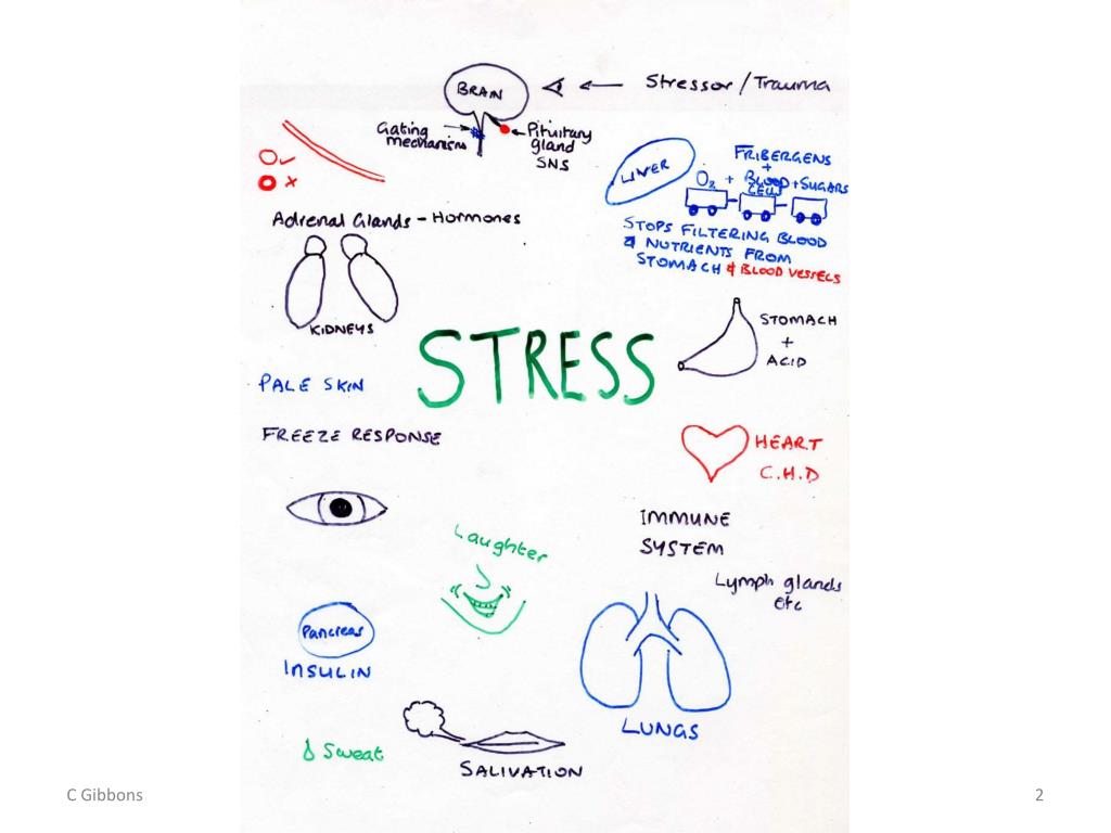 PPT - The biology of stress and stress in everyday life PowerPoint