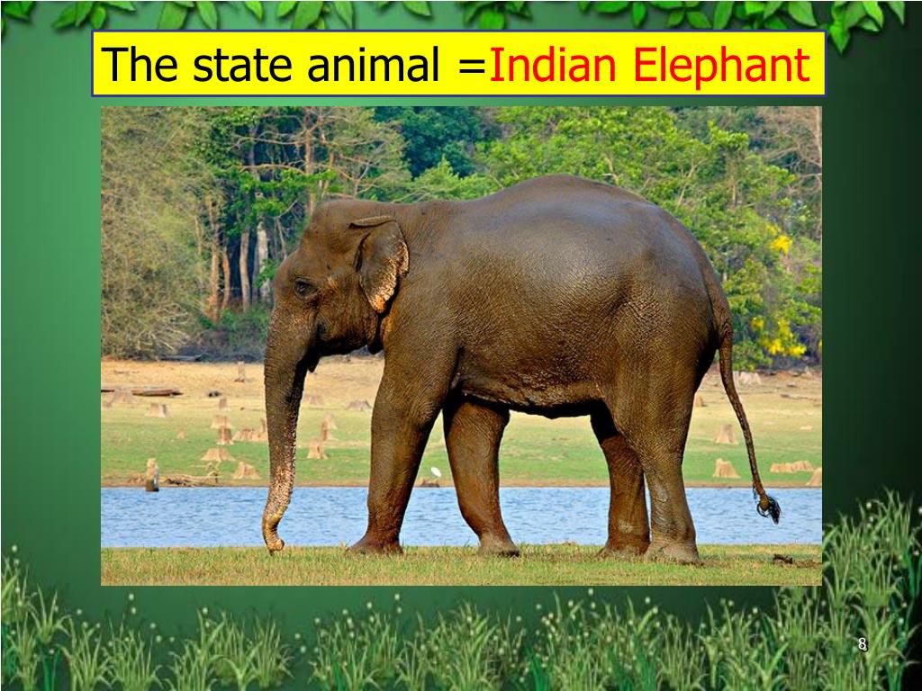 PPT - Wildlife of Karnataka PowerPoint Presentation, free download -  ID:146158