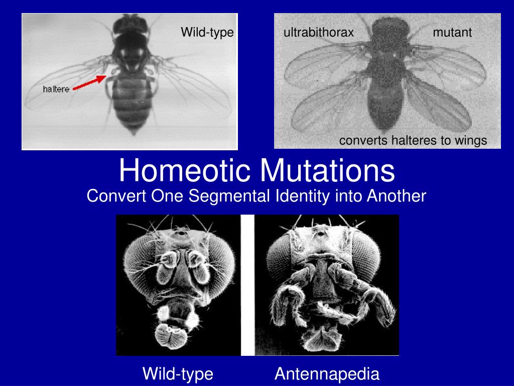 Какие причины могут вызвать мутации у дрозофил. Мутации дрозофилы. Drosophila melanogaster мутации. Гомеозисные мутации. Рецессивная мутация дрозофилы.