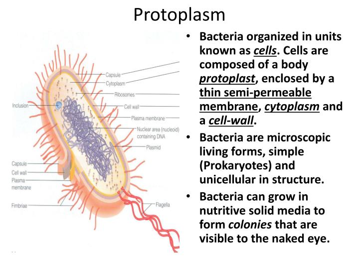 PPT - Bacterial Morphology PowerPoint Presentation - ID:1462038