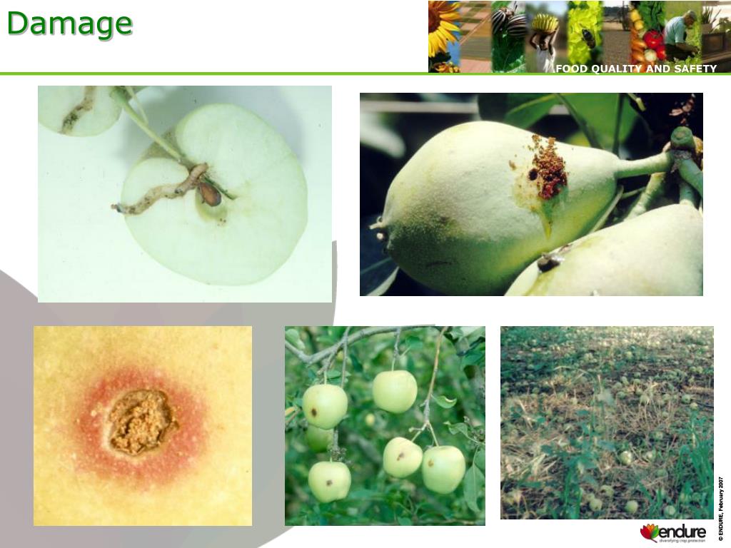 PPT - Codling moth ( Cydia pomonella ) biology and control Spain ...