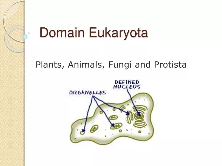 domain eukaryota n.