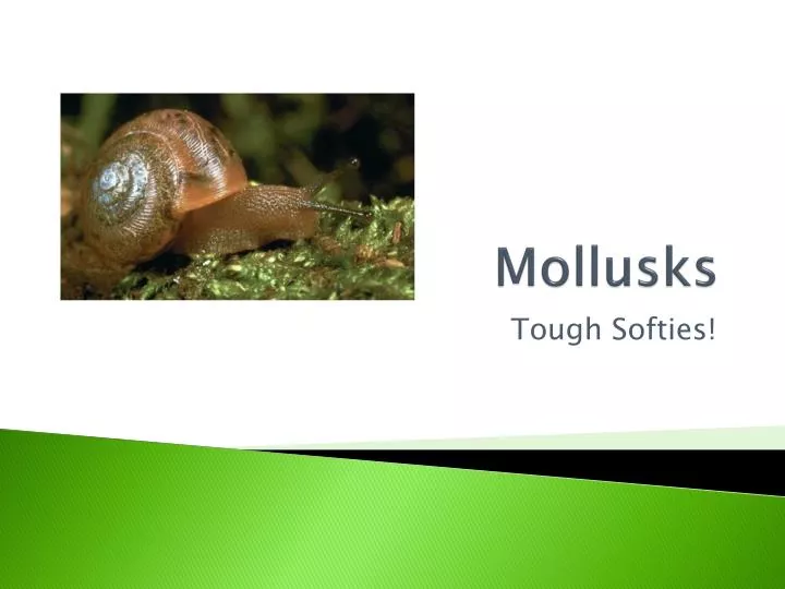 mollusks n.