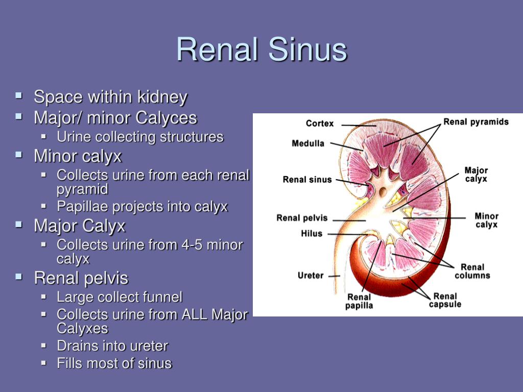 PPT Urinary System PowerPoint Presentation Free Download ID 146449