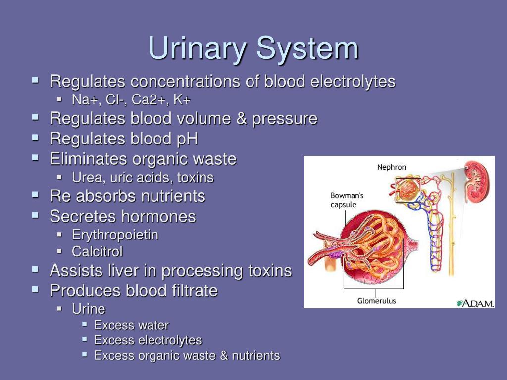 Ppt Urinary System Powerpoint Presentation Free Download Id146449