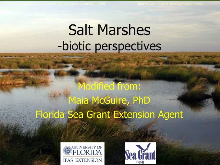 salt marshes biotic perspectives n.