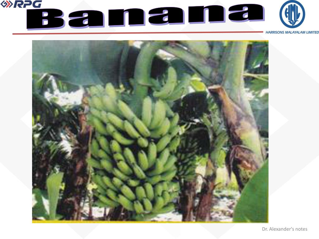 Ppt Banana Powerpoint Presentation Free Download Id 1465124